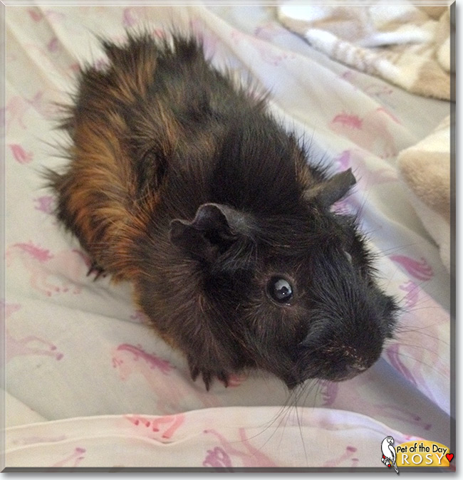 See Rosy the Roseate Guinea Pig, the Pet of the Day See Rosy the Roseate Guinea Pig, the Pet of the Day