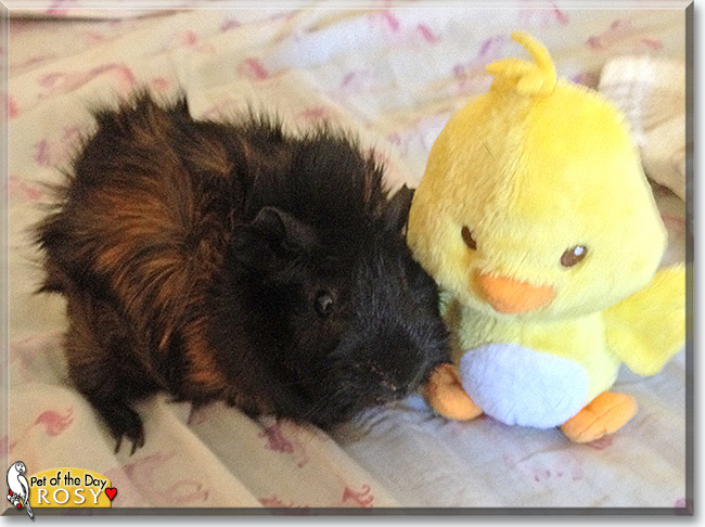 See Rosy the Roseate Guinea Pig, the Pet of the Day See Rosy the Roseate Guinea Pig, the Pet of the Day
