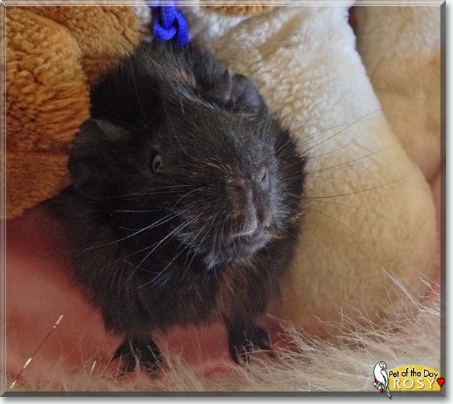 See Rosy the Roseate Guinea Pig, the Pet of the Day See Rosy the Roseate Guinea Pig, the Pet of the Day