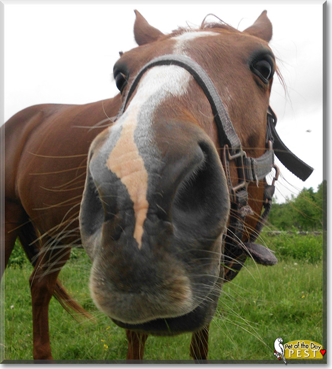 See Pest the Hanoverian/Appaloosa/Quarter Horse, the Pet of the Day See Pest the Hanoverian/Appaloosa/Quarter Horse, the Pet of the Day