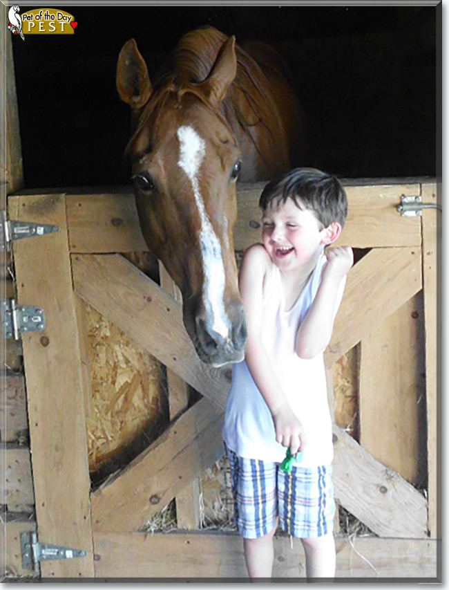 See Pest the Hanoverian/Appaloosa/Quarter Horse, the Pet of the Day See Pest the Hanoverian/Appaloosa/Quarter Horse, the Pet of the Day