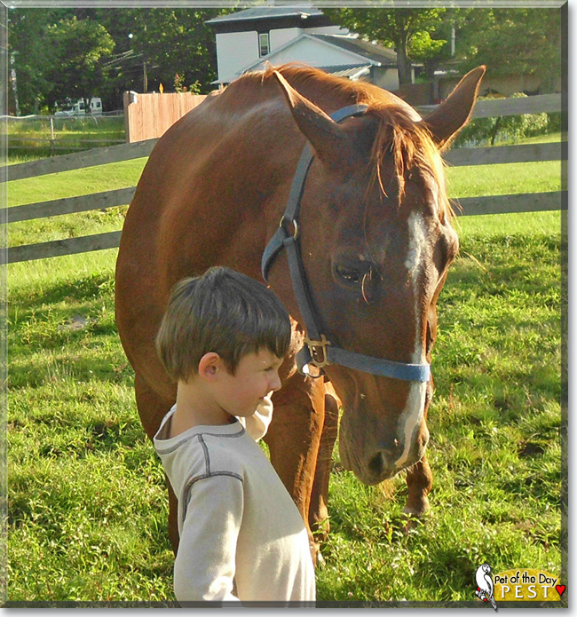 See Pest the Hanoverian/Appaloosa/Quarter Horse, the Pet of the Day See Pest the Hanoverian/Appaloosa/Quarter Horse, the Pet of the Day