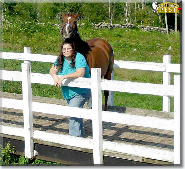 See Pest the Hanoverian/Appaloosa/Quarter Horse, the Pet of the Day See Pest the Hanoverian/Appaloosa/Quarter Horse, the Pet of the Day