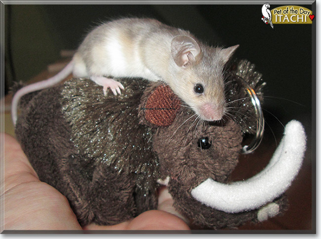 See Itachi the Fancy Mouse, the Pet of the Day See Itachi the Fancy Mouse, the Pet of the Day