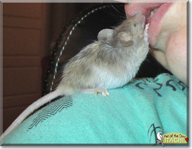 See Itachi the Fancy Mouse, the Pet of the Day See Itachi the Fancy Mouse, the Pet of the Day