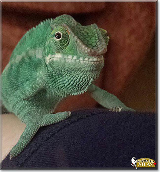 See Atlas the Nosy Be Panther Chameleon, the Pet of the Day See Atlas the Nosy Be Panther Chameleon, the Pet of the Day