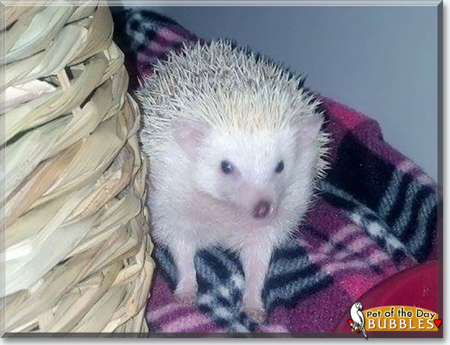 See Bubbles the African Pygmy Hedgehog, the Pet of the Day See Bubbles the African Pygmy Hedgehog, the Pet of the Day