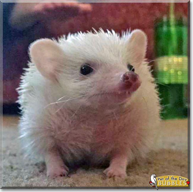 See Bubbles the African Pygmy Hedgehog, the Pet of the Day See Bubbles the African Pygmy Hedgehog, the Pet of the Day