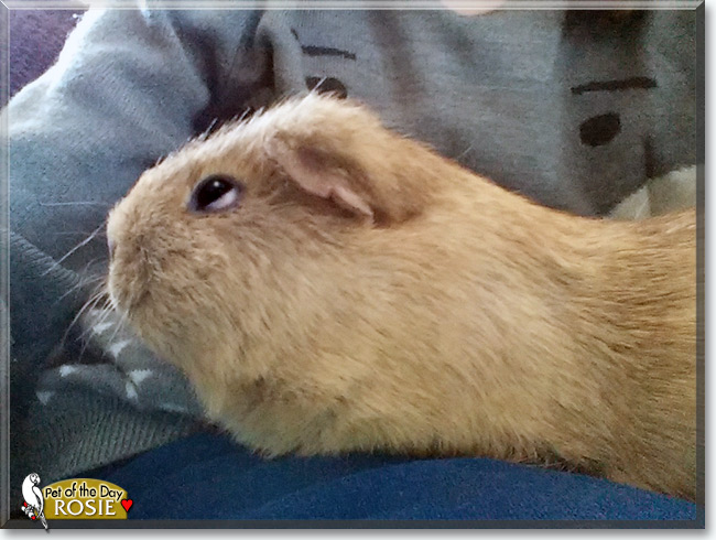 See Rosie the Guinea Pig, the Pet of the Day See Rosie the Guinea Pig, the Pet of the Day
