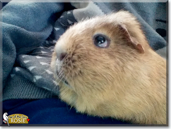 See Rosie the Guinea Pig, the Pet of the Day See Rosie the Guinea Pig, the Pet of the Day