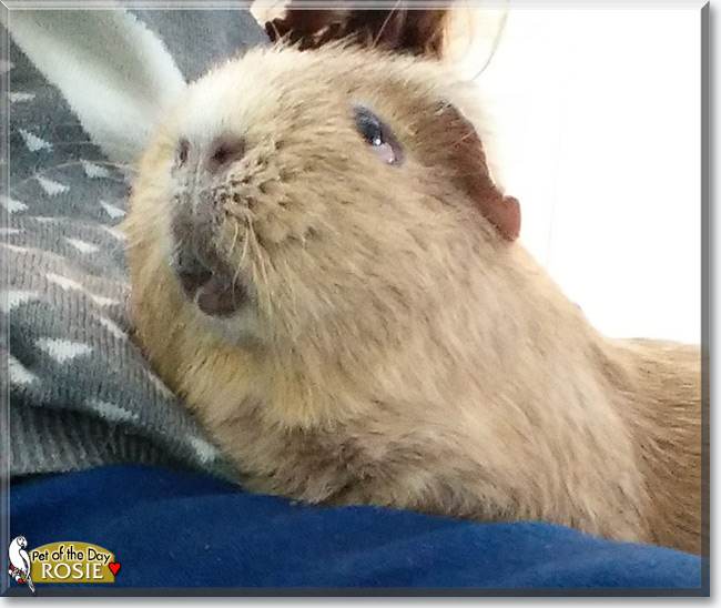 See Rosie the Guinea Pig, the Pet of the Day See Rosie the Guinea Pig, the Pet of the Day