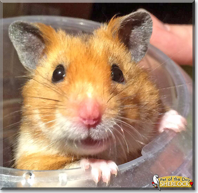 See Sherlock the Syrian hamster, the Pet of the Day See Sherlock the Syrian hamster, the Pet of the Day