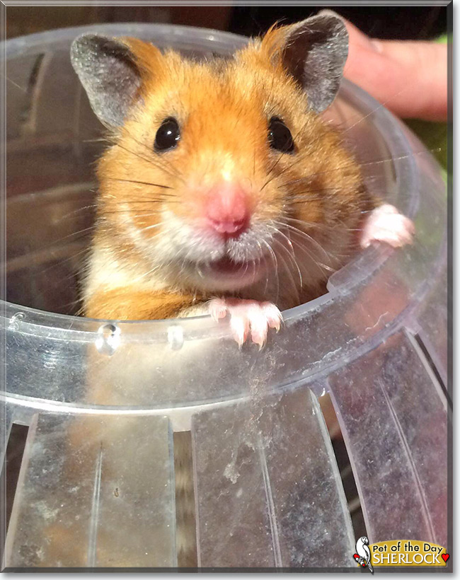 See Sherlock the Syrian hamster, the Pet of the Day See Sherlock the Syrian hamster, the Pet of the Day