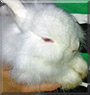 Bommel the Dwarf Rabbit