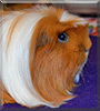 Carmen the Guinea Pig