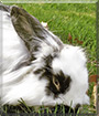 Ozzie the Lionhead mix