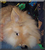 Puschel the Lionhead Rabbit