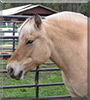 Fiji the Fjord Horse