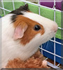 Pasqual the Guinea Pig