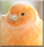 Johny the Canary
