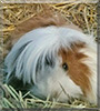 Delta the Peruvian Guinea Pig