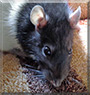 Venzu the Fancy Rat