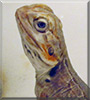 Milton the Bearded Dragon