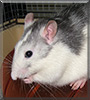 Pom the Husky Rat