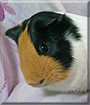 Carmel the Guinea Pig