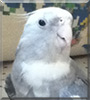 Crickets the Cockatiel