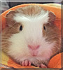 Alex the Guinea Pig