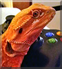 Rusty the Bearded Dragon