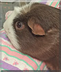Coco the Smooth Guinea Pig