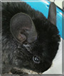 Choupi the Chinchilla