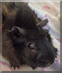 Rosy the Roseate Guinea Pig