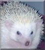 Bubbles the African Pygmy Hedgehog