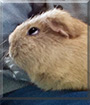 Rosie the Guinea Pig