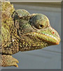 Darnell the Jackson's Chameleon