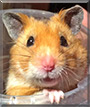 Sherlock the Syrian Hamster