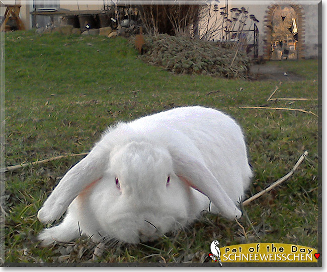 Schneeweißchen the Dwarf Lop Rabbit, Pet of the Day Schneeweißchen the Dwarf Lop Rabbit, the Pet of the Day
