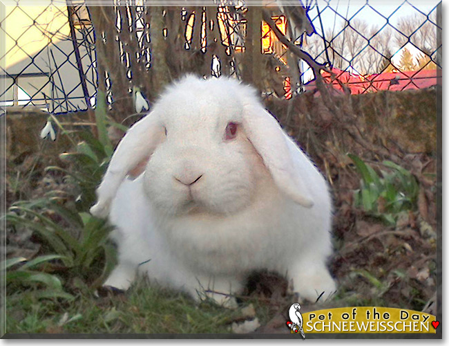 Schneeweißchen the Dwarf Lop Rabbit, Pet of the Day Schneeweißchen the Dwarf Lop Rabbit, the Pet of the Day