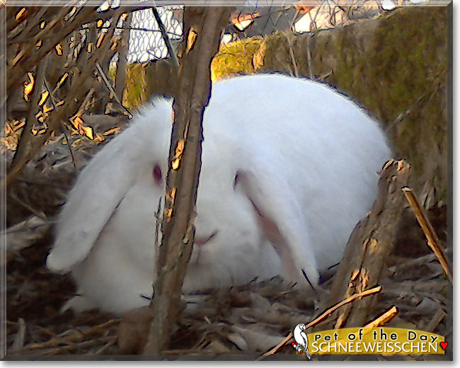 Schneeweißchen the Dwarf Lop Rabbit, Pet of the Day Schneeweißchen the Dwarf Lop Rabbit, the Pet of the Day