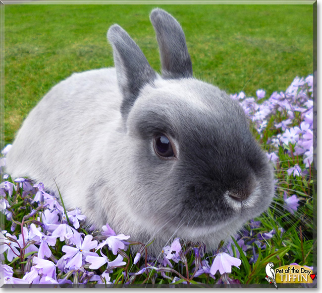 Tiffin the Netherland Dwarf Bunny, Pet of the Day Tiffin the Netherland Dwarf Bunny, the Pet of the Day
