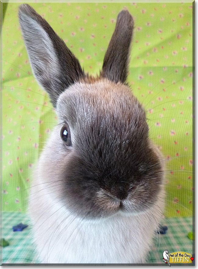 Tiffin the Netherland Dwarf Bunny, Pet of the Day Tiffin the Netherland Dwarf Bunny, the Pet of the Day