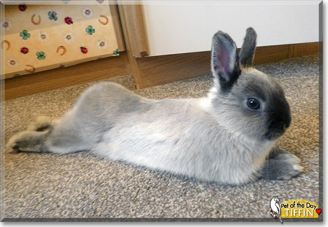 Tiffin the Netherland Dwarf Bunny, Pet of the Day Tiffin the Netherland Dwarf Bunny, the Pet of the Day