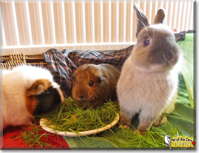 Tiffin the Netherland Dwarf Bunny, Pet of the Day Tiffin the Netherland Dwarf Bunny, the Pet of the Day