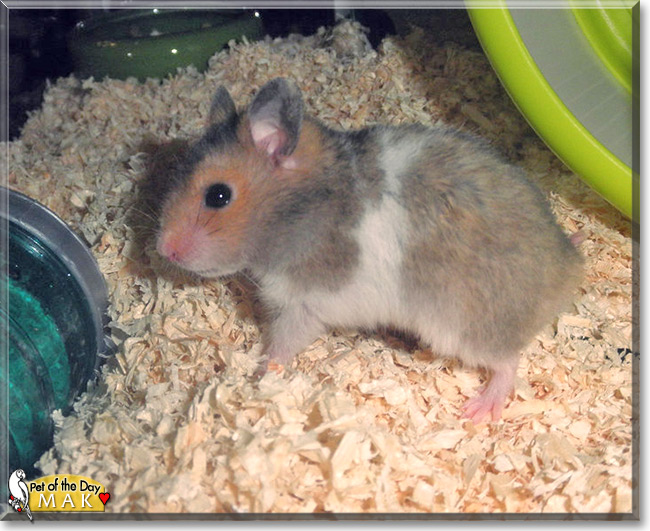 Mak the Syrian Hamster, Pet of the Day Mak the Syrian Hamster, the Pet of the Day