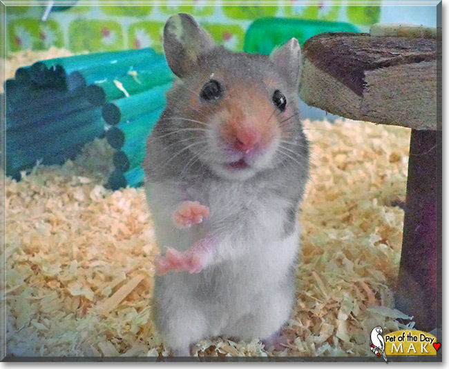Mak the Syrian Hamster, Pet of the Day Mak the Syrian Hamster, the Pet of the Day