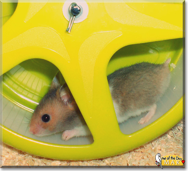 Mak the Syrian Hamster, Pet of the Day Mak the Syrian Hamster, the Pet of the Day