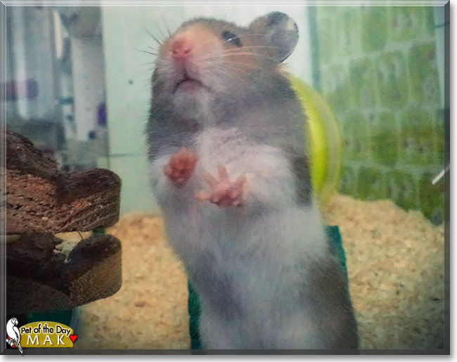 Mak the Syrian Hamster, Pet of the Day Mak the Syrian Hamster, the Pet of the Day